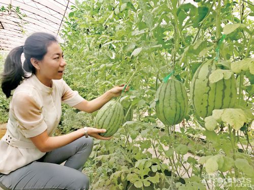 “亮牌計劃”調(diào)查