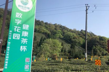 京東農場數字化茶園來四川了！科技、物流、平臺“組合拳”助力川茶振興