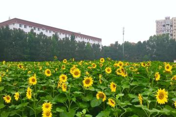 供銷社概念持續走強，多家上市公司回應相關業務情況