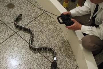 哈工大公布新發明：可實現無輪式與有輪式交互行進的蛇形機器人