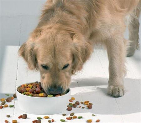 新西蘭進(jìn)口水族寵物食品犬糧貓糧飼料寵物用品廣州港進(jìn)口報(bào)關(guān)