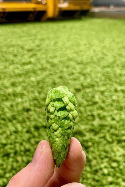 天津港進口俄羅斯啤酒花顆粒精釀自釀啤酒原料紅茶粉報關清關