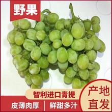 日本晴王葡萄新鮮水果無籽寶寶輔食孕婦營養青島港進口報關