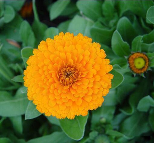 上海港長(zhǎng)生菊降三高常春花金盞花西班牙進(jìn)口清關(guān)過(guò)程